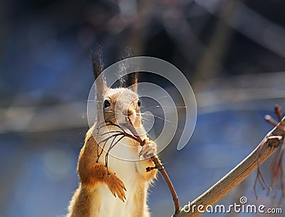 Beautiful redhead squirrel funny nibbles branch standing on tree Stock Photo