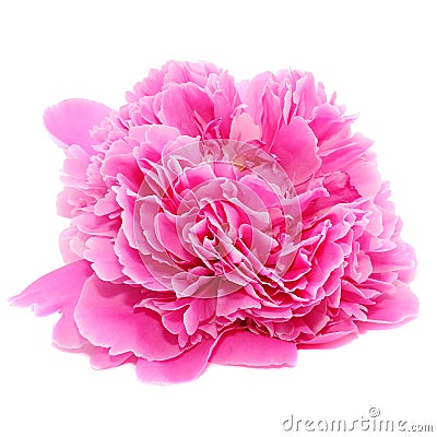 Redolent Pink Peony Flower Isolated on White Background Stock Photo