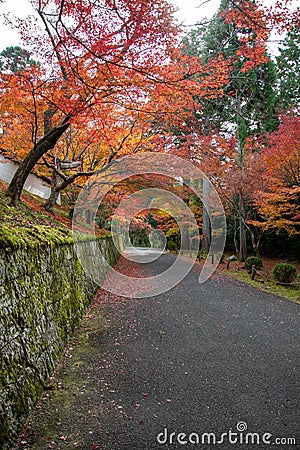 Beautiful reds, golds, and orange leaves adorn the roadway to the temple . Stock Photo