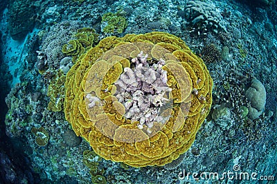 Beautiful Reef-Building Corals in Solomon Islands Stock Photo