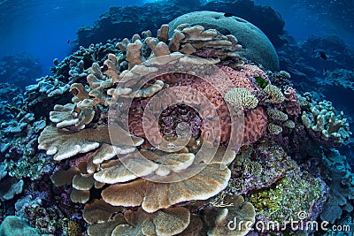 Beautiful Reef-Building Corals in the Solomon Islands Stock Photo