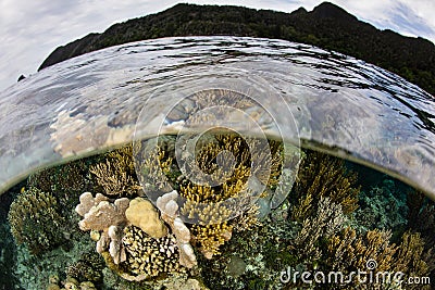 Beautiful Reef in Wayag, Raja Ampat Stock Photo