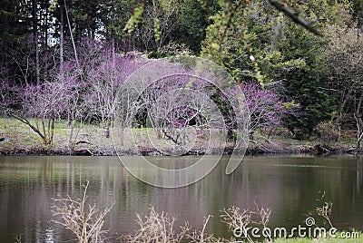 Beautiful reflections in Lake Marmo at Morton Arboretum in spring. Stock Photo