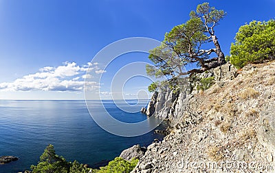 Beautiful relict pine on a cliff above the sea Stock Photo