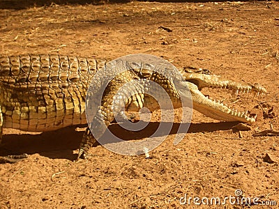 Beautiful reptile, Crocodile attacking with his mouth open, survival wildlife scene in Kenya, Africa Stock Photo