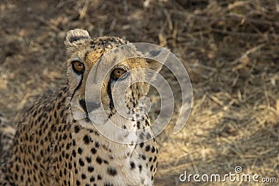 Wildlife Faces: Cheetah with Amber Eyes Stock Photo