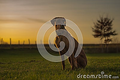 Beautiful Rhodesian Ridheback dog is sitting in sunset and is looking forward direction sun Stock Photo