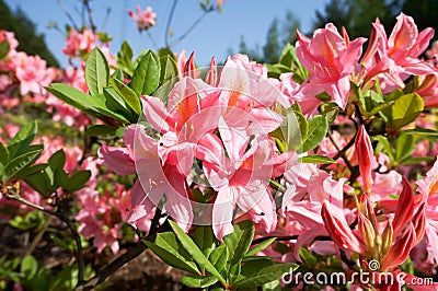 Beautiful Rhododendron Azalea flower blossom in garden Stock Photo