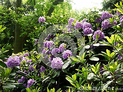 Beautiful Rhododendron flower bushes in a garden Stock Photo