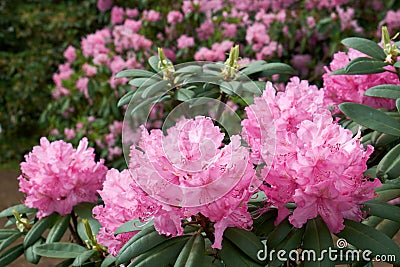 Beautiful Rhododendron flowers close up, lushly blooming Rhododendrons on background. Varieties of hybrid Rhododendron bushes Stock Photo