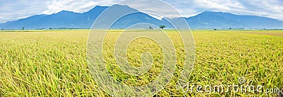 Beautiful Rice Fields in taitung Taiwan Stock Photo