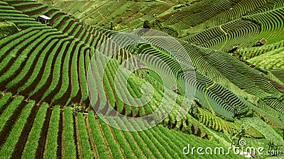Beautiful rice terraced fields in Indonesia Editorial Stock Photo