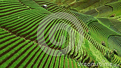 Beautiful rice terraced fields landscape view in Indonesia Editorial Stock Photo