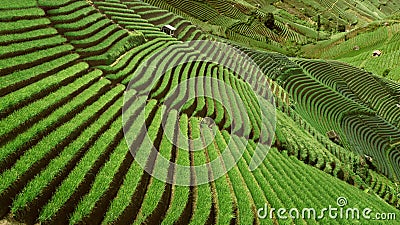 Beautiful rice terraced fields in Vietnam Editorial Stock Photo