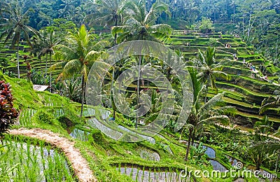 Beautiful rice terraces in the morning at Tegallalang village, Ubud, Bali Stock Photo