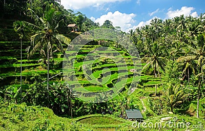 Beautiful rice terraces in the morning at Tegallalang village, Ubud, Bali Stock Photo