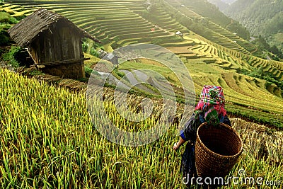 Beautiful rice terraces, in Mu cang chai ,Yenbai, Vietnam Stock Photo