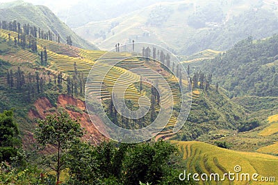 Beautiful rice terraces in Sapa, Vietnam Stock Photo