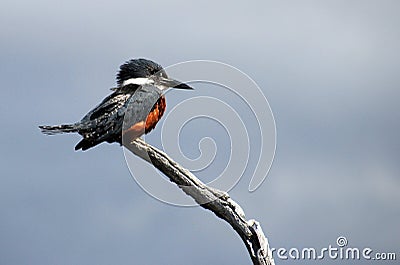 Beautiful Ringed Kingfisher, megaceryle torquata, on a tree branch, Tierra Del Fuego, Patagonia, Argentina Stock Photo