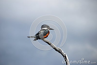 Beautiful Ringed Kingfisher, megaceryle torquata, on a tree branch, Tierra Del Fuego, Patagonia, Argentina Stock Photo