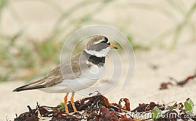 A beautiful Ringed Plover Charadrius hiaticula hunting for food on a beach in Orkney, Scotland. Stock Photo