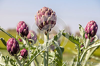 Beautiful Ripe Artichoke Cynara cardunculus in a field of Artichokes. Stock Photo