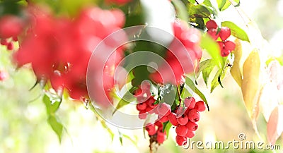 Beautiful ripe bunches of Lilly Pilly fruit on a wet tree Stock Photo