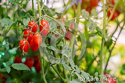 Beautiful ripe organic tomatoes grown in a farm Stock Photo
