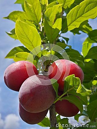 Beautiful ripe plums and blue summer sky Stock Photo