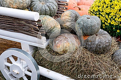 Beautiful ripe pumpkins in a cart. Harvest Festival. Collective farmers autumn harvest. Gorgeous autumn background with pumpkins Stock Photo