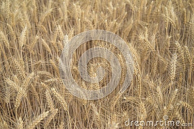 Beautiful ripe wheats background. Stock Photo