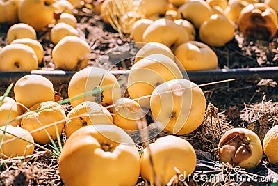 Beautiful ripe yellow apples on ground in orchard garden. Organic sweet fallen rotten fruits lying on land at farm. Sunny summer Stock Photo