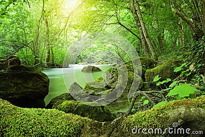 Beautiful river in the sunny forest Stock Photo