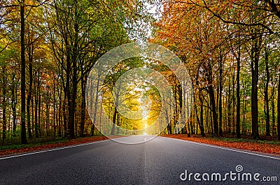 A beautiful road through a forest during autumn Stock Photo