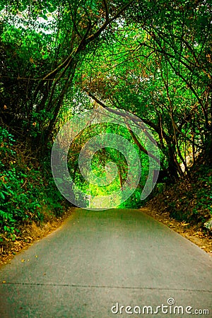 Beautiful road or path way in alley with green trees and grass in summer sunny outdoor without car Stock Photo