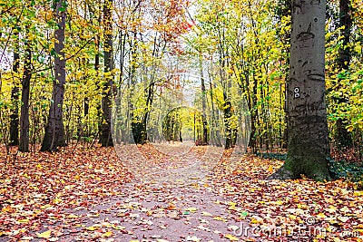 Beautiful romantic alley in a park, autumn natural background. Bench in autumn park. Stock Photo