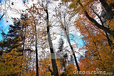 Beautiful romantic autumn season trees with yellow maple leaves Stock Photo