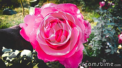 Beautiful dark pink rose with beautiful natural background Stock Photo