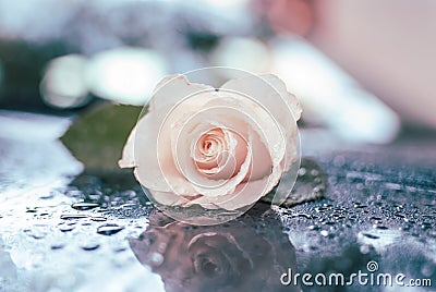 Beautiful Romantic Decor with White Dewy Rose. Stock Photo