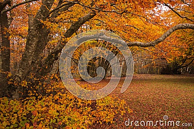 Beautiful romantic park with colorful leaves. Autumn natural background Stock Photo