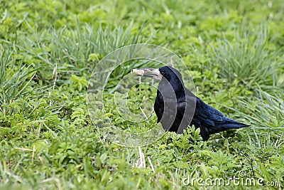 Beautiful rook bird with a slice of bread in its beak. Stock Photo