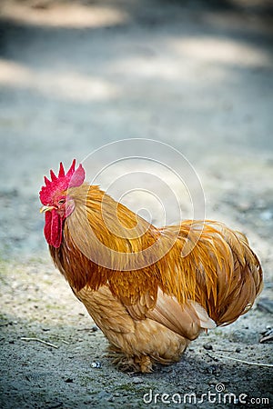 Beautiful Rooster Stock Photo