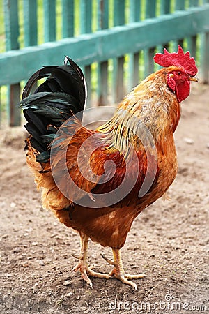 Beautiful Rooster Colorful chicken farm, shooting outdoors.. Homemade poultry. Rustic look. Stock Photo