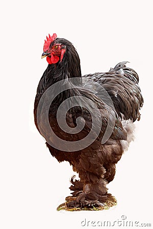 Beautiful Rooster. Stock Photo