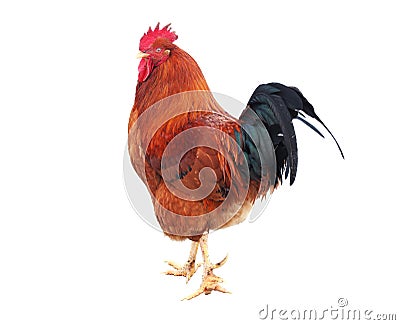Beautiful rooster Stock Photo