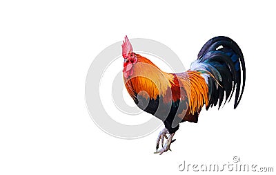 Beautiful rooster isolated on white background with clippingpath Stock Photo