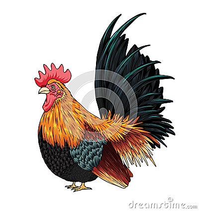 Beautiful rooster isolated on white background. Vector Illustration