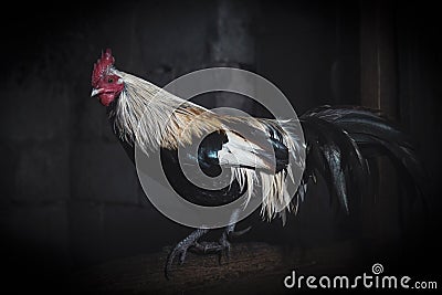 beautiful rooster portrait in chicken coop Stock Photo