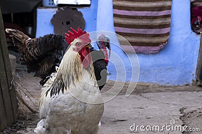Beautiful rooster and turkey standing in the yard in the countryside Stock Photo