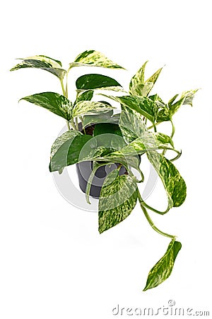 Tropical `Epipremnum Aureum Marble Queen` house plant in flower pot isolated on white background Stock Photo